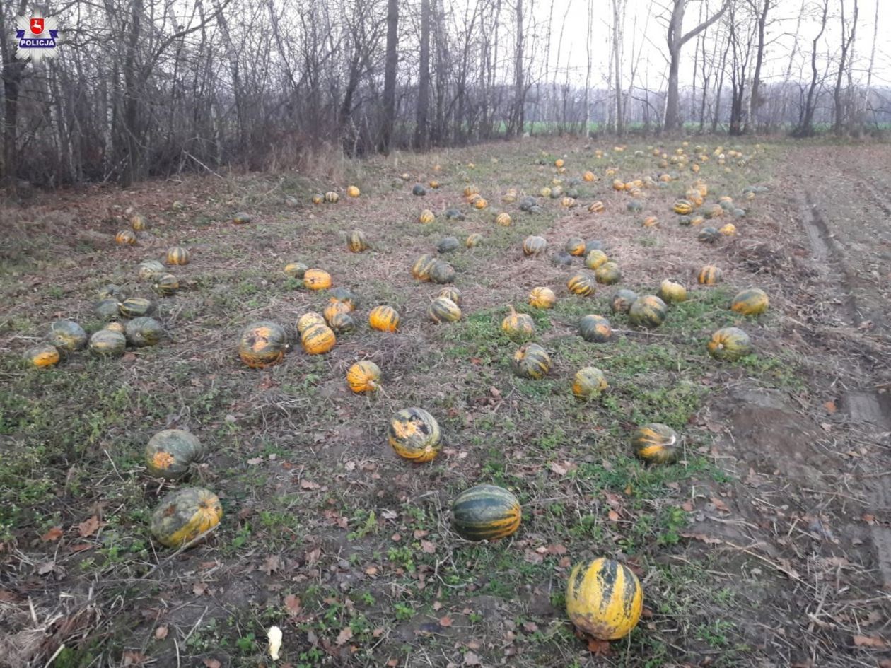 Kradzież dyni z pola w powiecie parczewskim