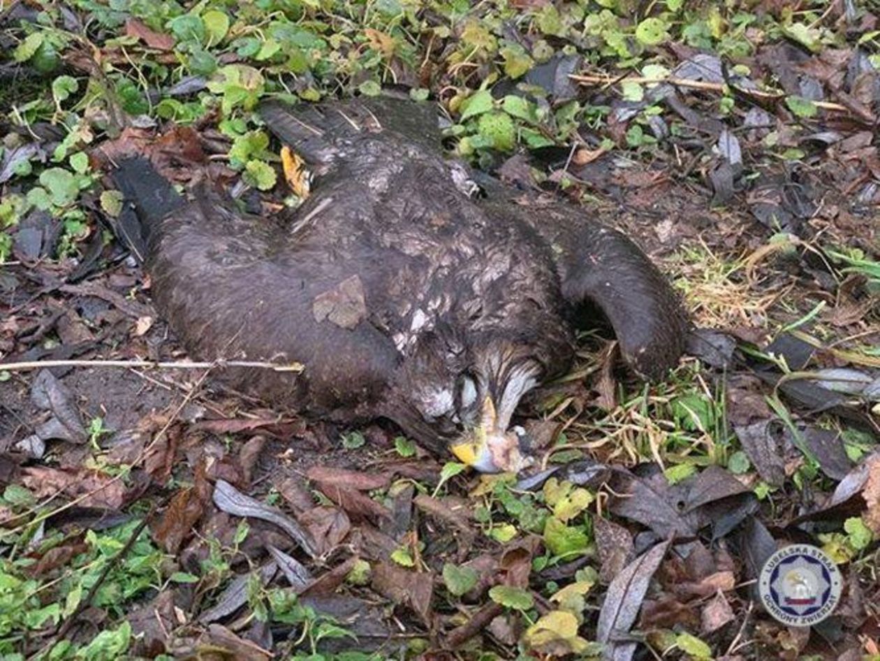  Drapieżne ptaki padły w Spiczynie (zdjęcie 2) - Autor: Fundacja Lubelska Straż Ochrony Zwierząt