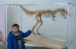 Dinozaury 3D w Targach Lublin (zdjęcie 5)