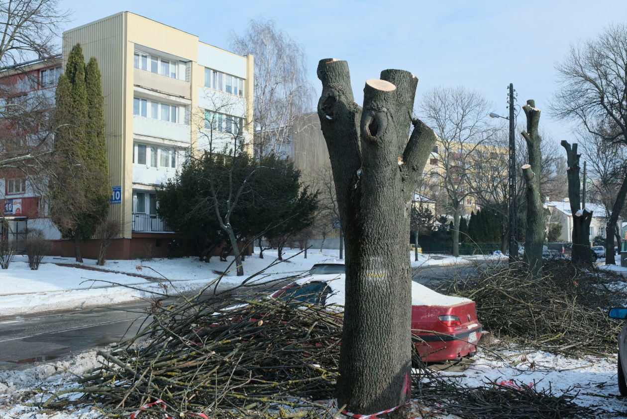  Duża wycinka drzew wzdłuż przebudowywanej ul. Kalinowszczyzna (zdjęcie 28) - Autor: Maciej Kaczanowski