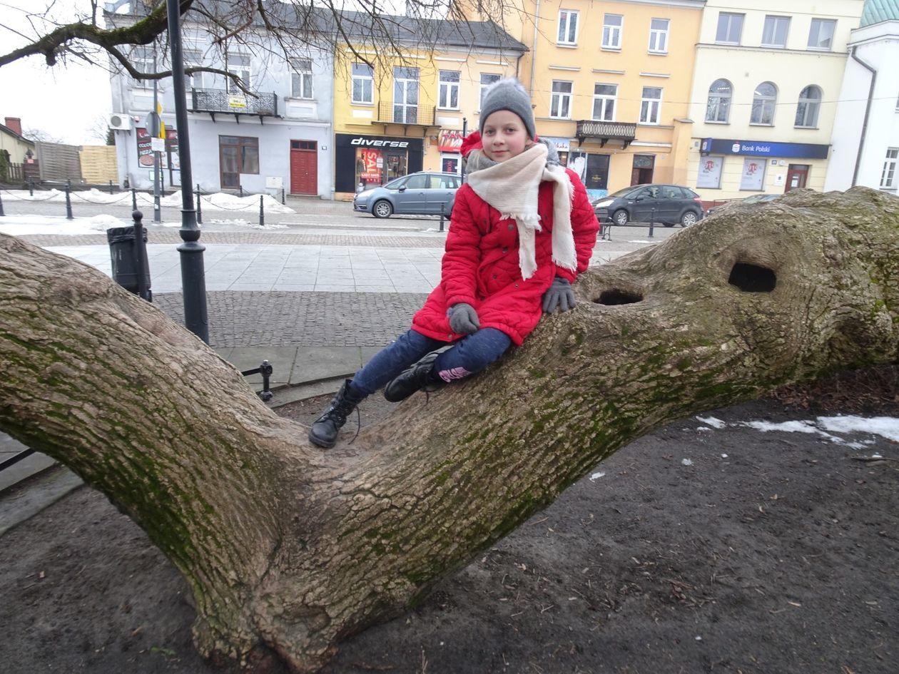  Klęczące Drzewo w Krasnymstawie (zdjęcie 7) - Autor: Urząd Miasta Krasnystaw