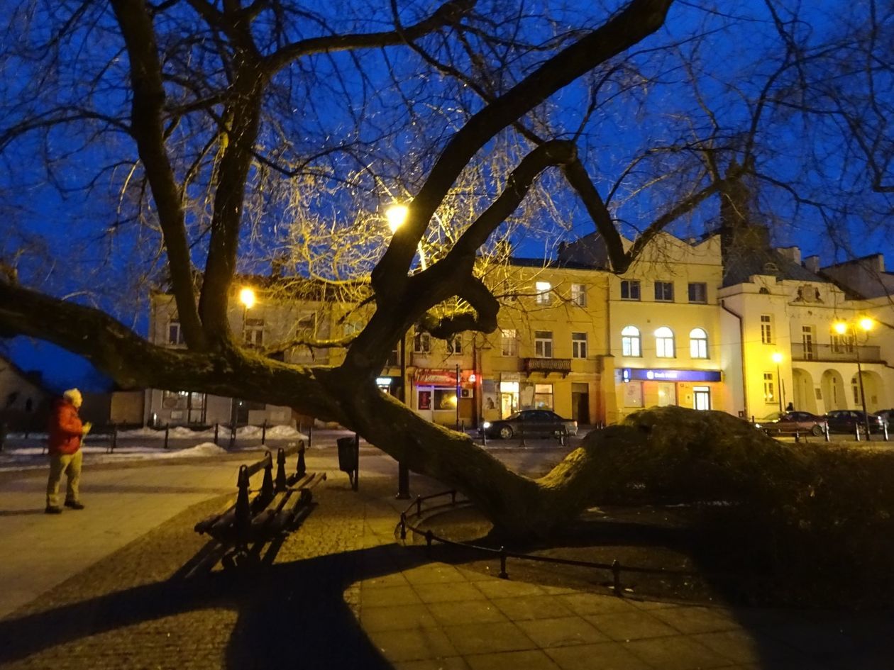  Klęczące Drzewo w Krasnymstawie (zdjęcie 21) - Autor: Urząd Miasta Krasnystaw