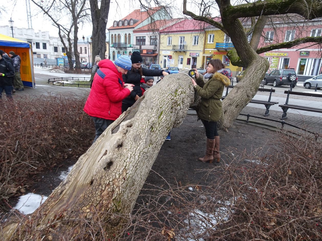  Klęczące Drzewo w Krasnymstawie (zdjęcie 16) - Autor: Urząd Miasta Krasnystaw