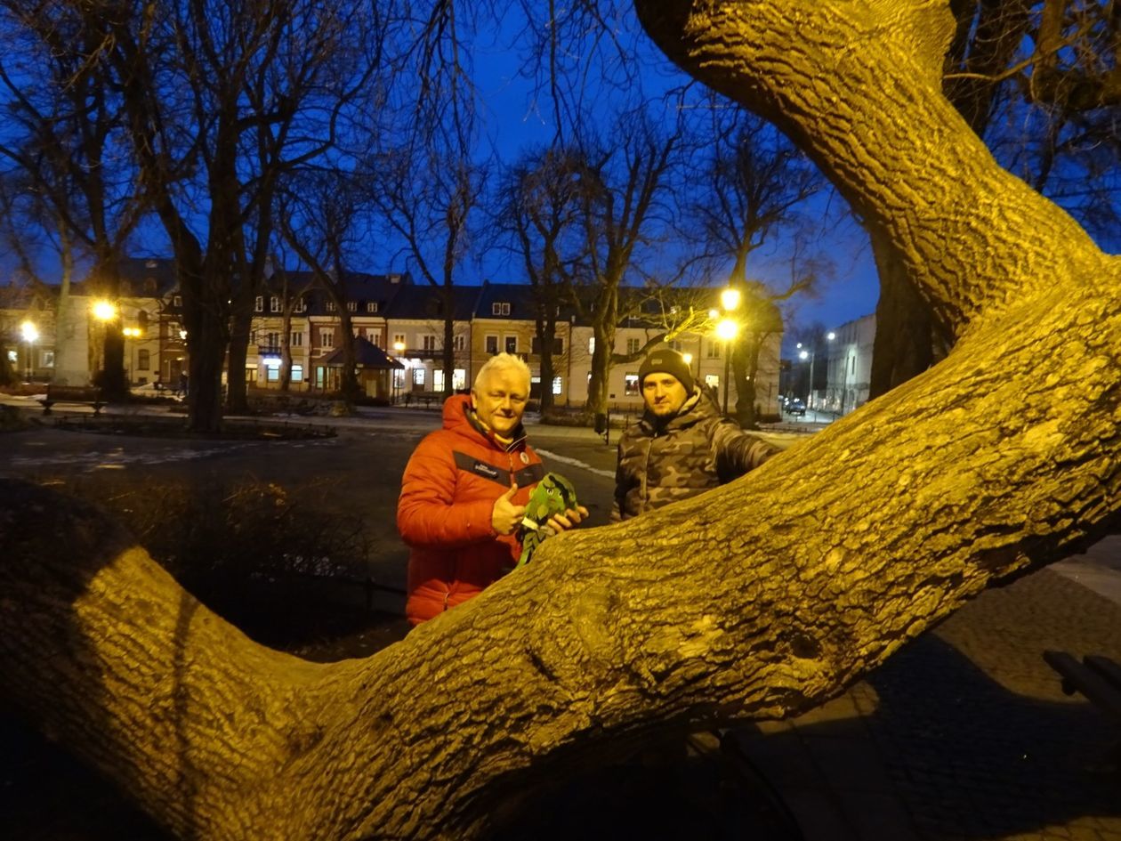  Klęczące Drzewo w Krasnymstawie (zdjęcie 13) - Autor: Urząd Miasta Krasnystaw