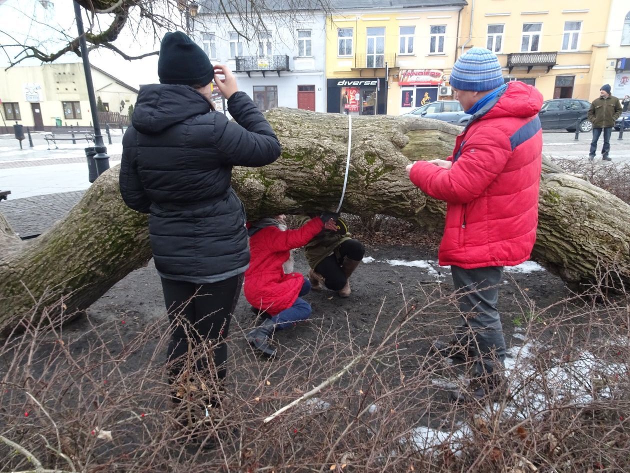 Klęczące Drzewo w Krasnymstawie - Autor: Urząd Miasta Krasnystaw