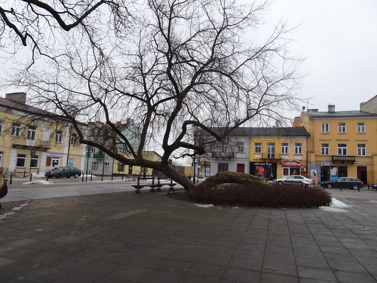  Klęczące Drzewo w Krasnymstawie (zdjęcie 26) - Autor: Urząd Miasta Krasnystaw
