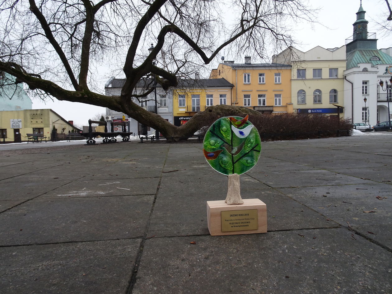  Klęczące Drzewo w Krasnymstawie (zdjęcie 2) - Autor: Urząd Miasta Krasnystaw