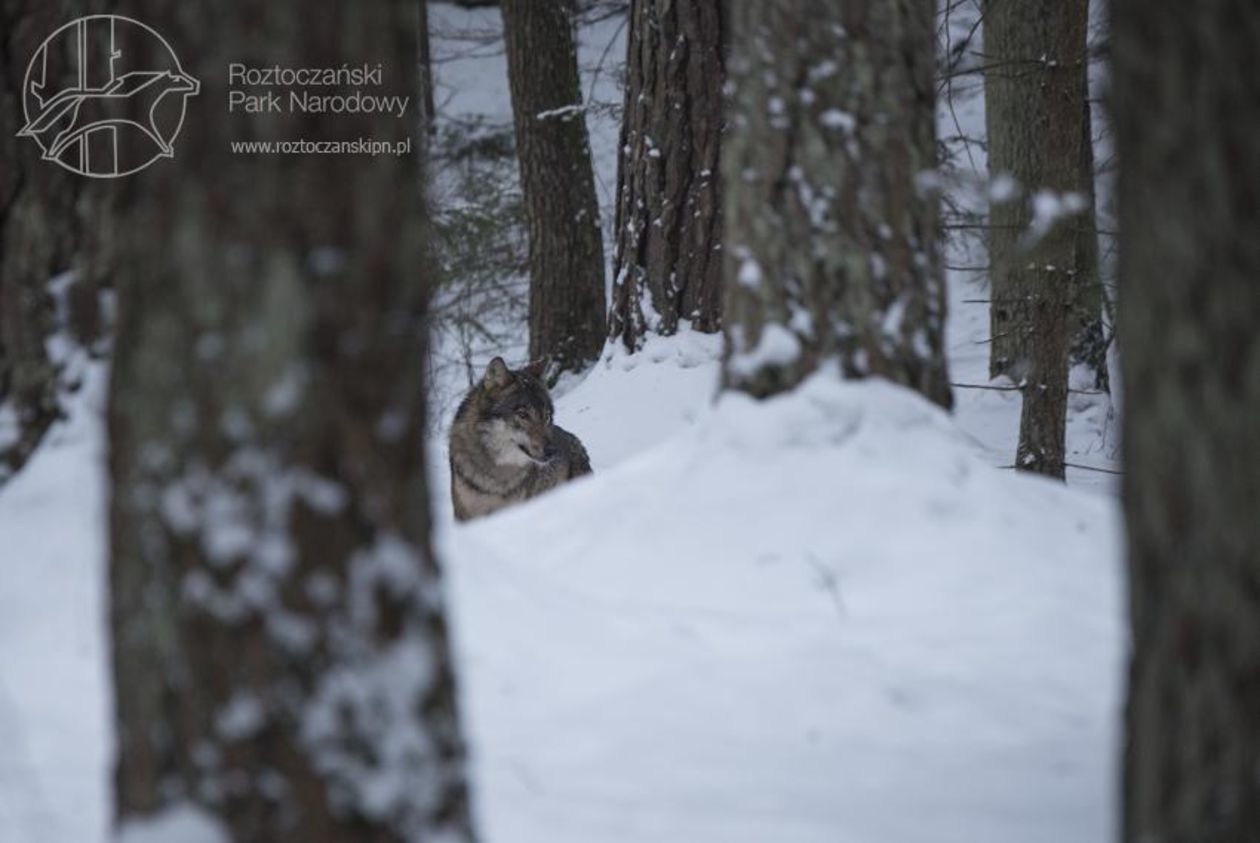  Wilk Kosy z Roztoczańskiego Parku Narodowego (zdjęcie 3) - Autor: Paweł Marczakowski