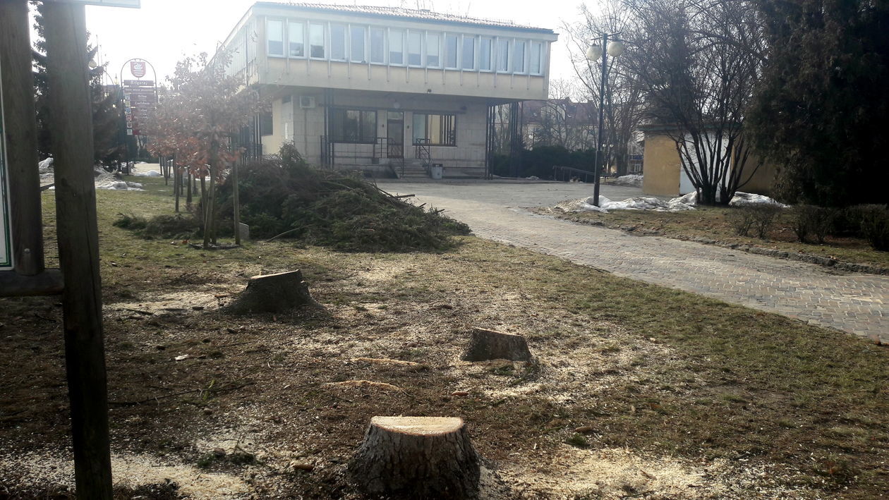  Wycinka drzew w Biłgoraju  - Autor: Alarm 24