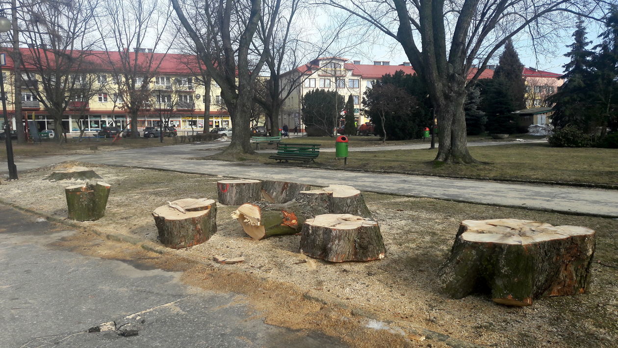Wycinka drzew w Biłgoraju