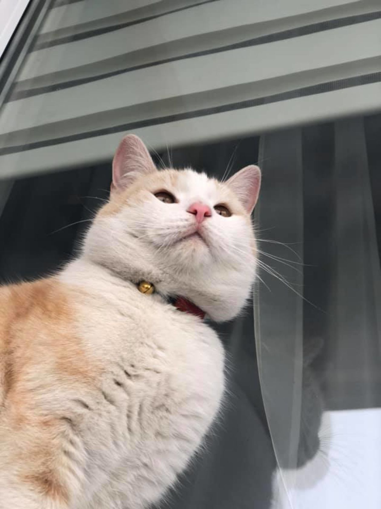 Światowy Dzień Kota 2019. Zdjęcia kotów czytelników