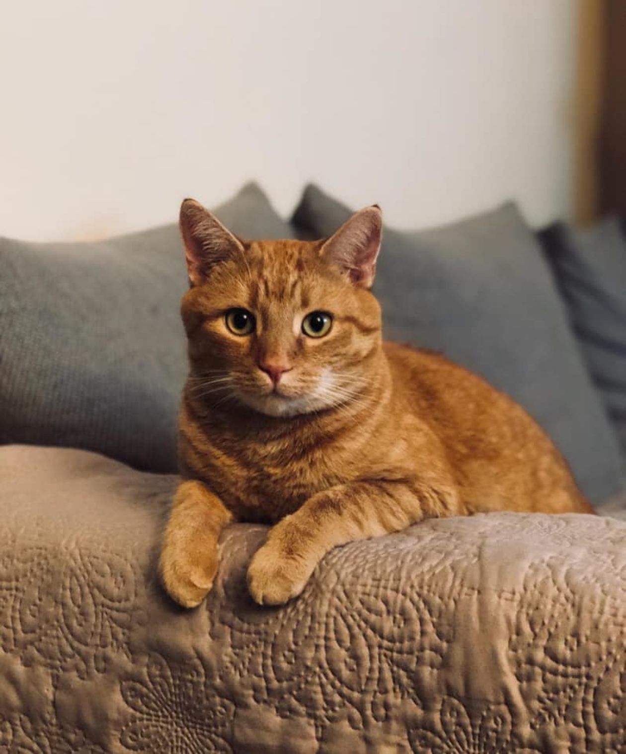  <p>Ginger</p>