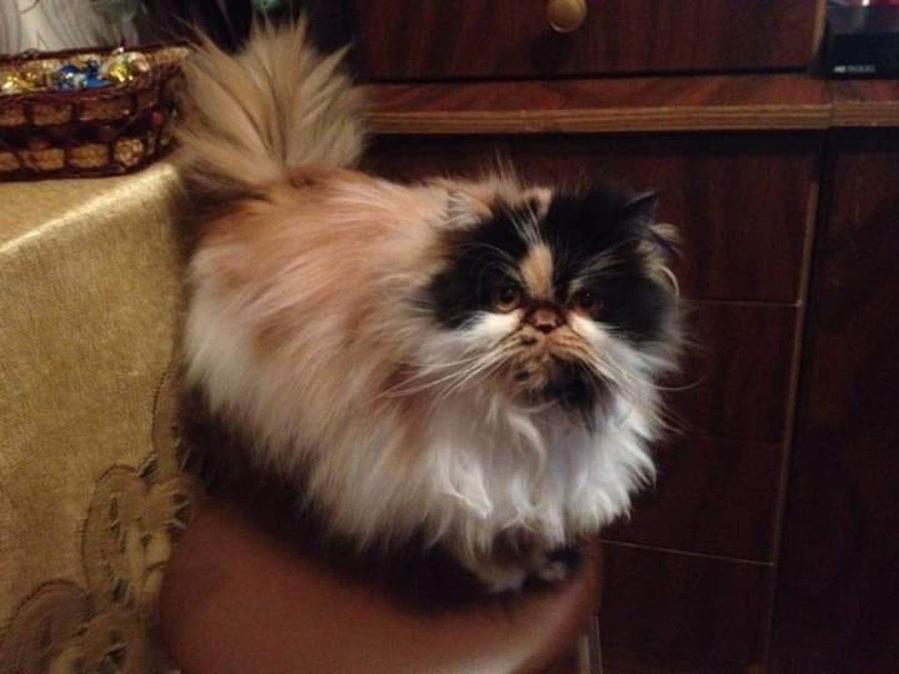  <p>Lusia</p>
