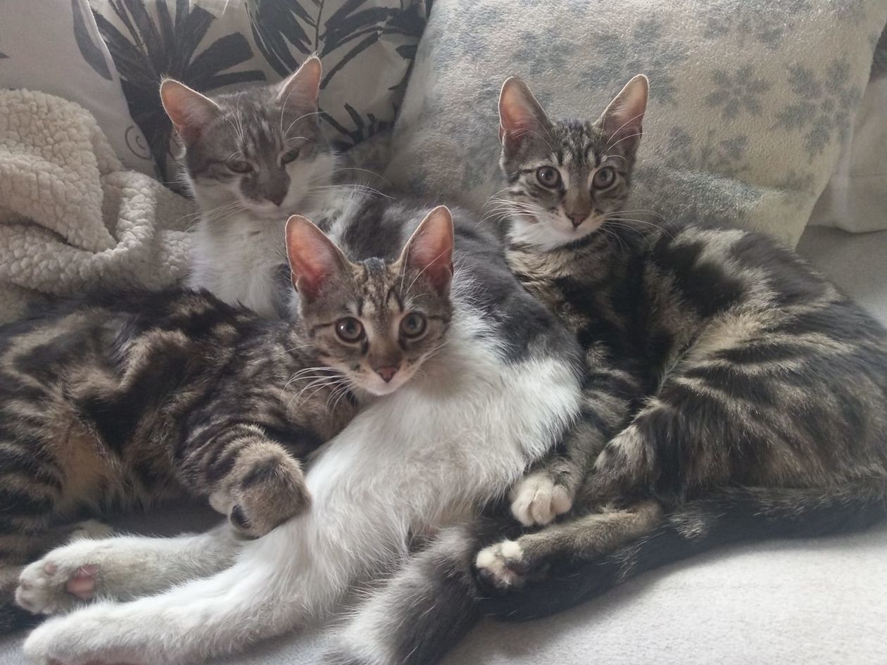  Światowy Dzień Kota 2019. Zdjęcia kotów czytelników (zdjęcie 1) - Autor: Beata Karwat