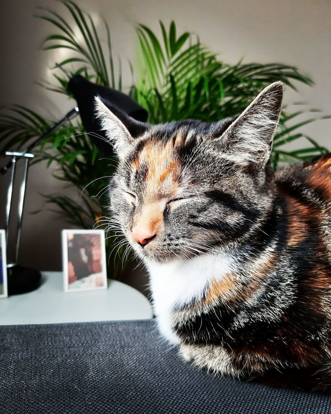  Światowy Dzień Kota 2019. Zdjęcia kotów czytelników (zdjęcie 1) - Autor: Anita Eliza Dębicka