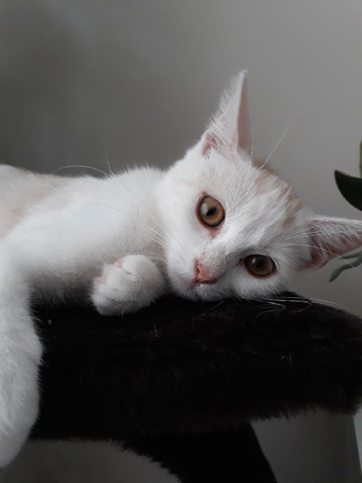 Światowy Dzień Kota 2019. Zdjęcia kotów czytelników