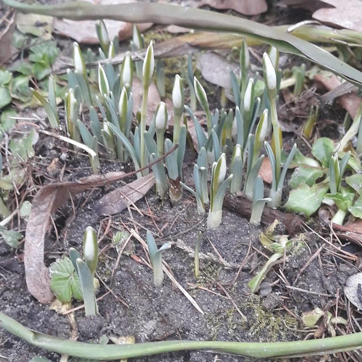  Pierwsze oznaki wiosny (zdjęcie 1) - Autor: ask