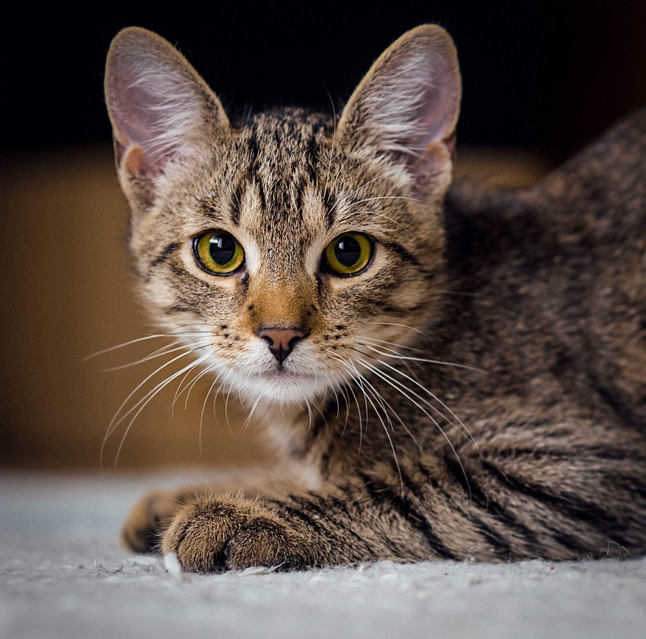 Światowy Dzień Kota 2019. Zdjęcia kotów czytelników. Część 2