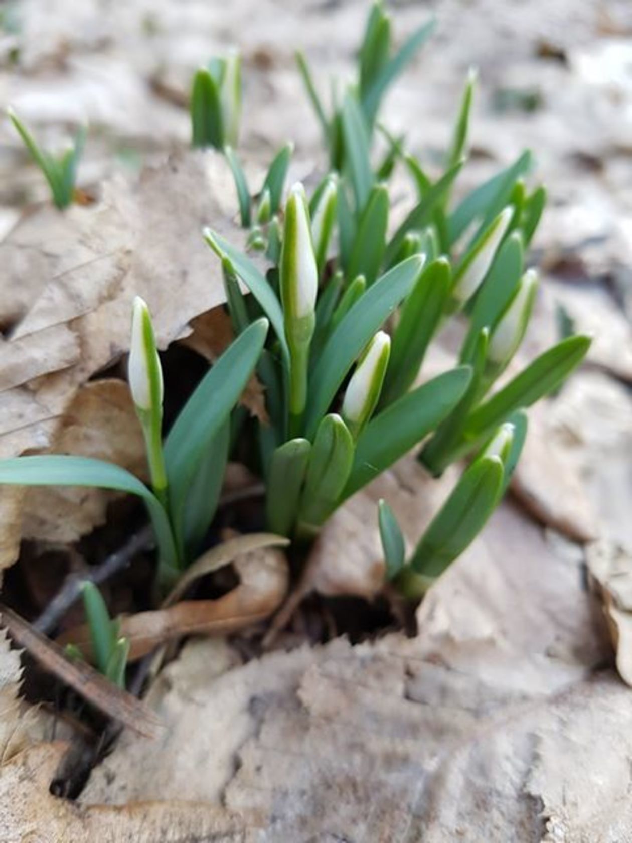  Pierwsze oznaki wiosny (zdjęcie 6) - Autor: Agata Karczmarczyk