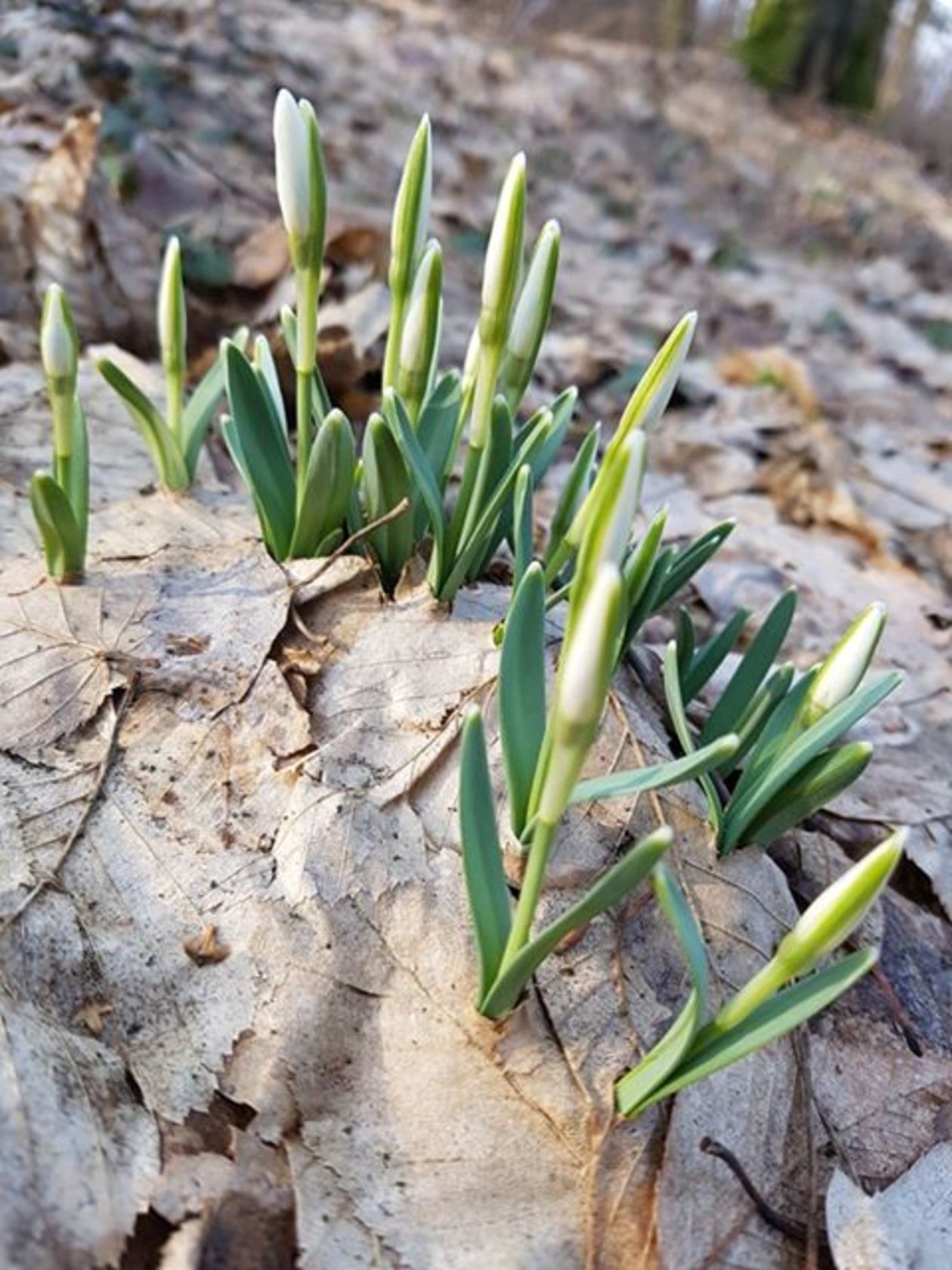  Pierwsze oznaki wiosny (zdjęcie 7) - Autor: Agata Karczmarczyk