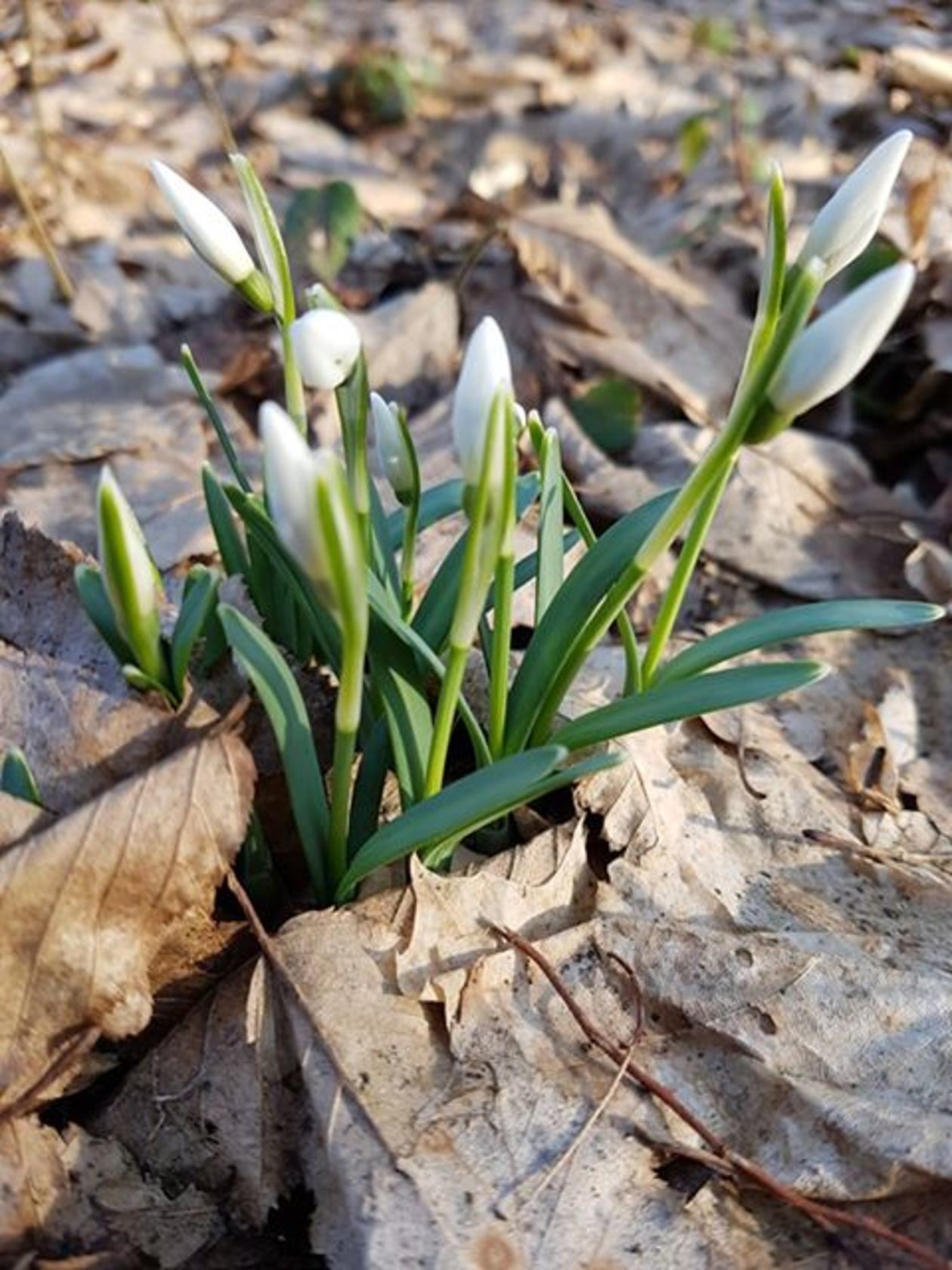  Pierwsze oznaki wiosny  - Autor: Agata Karczmarczyk