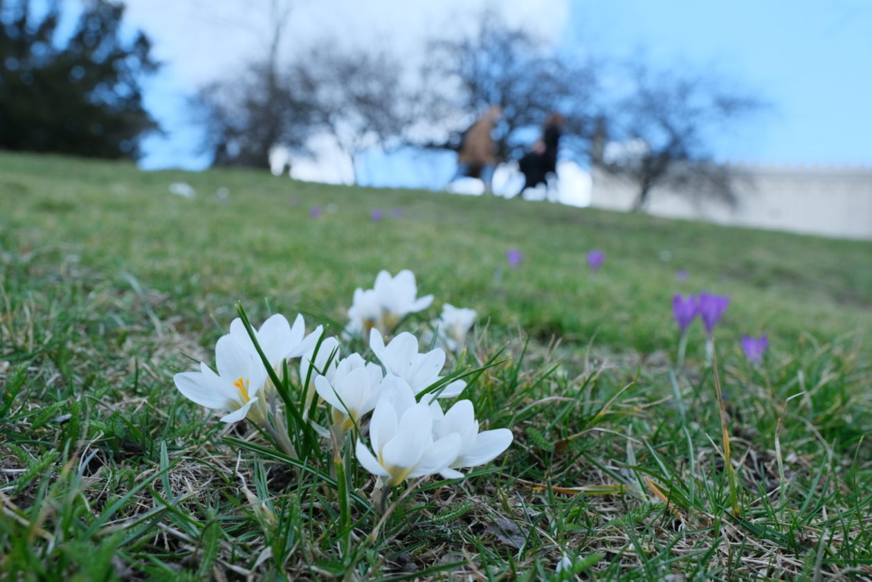  Wiosna w Lublinie (zdjęcie 1) - Autor: Maciej Kaczanowski