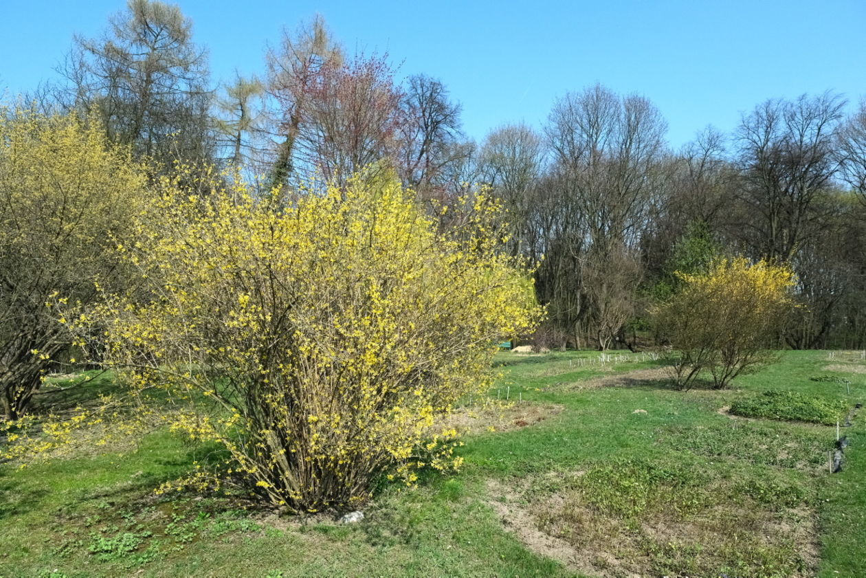  Ogród Botaniczny w niedzielę zostanie otwarty dla zwiedzających (zdjęcie 1) - Autor: Maciej Kaczanowski