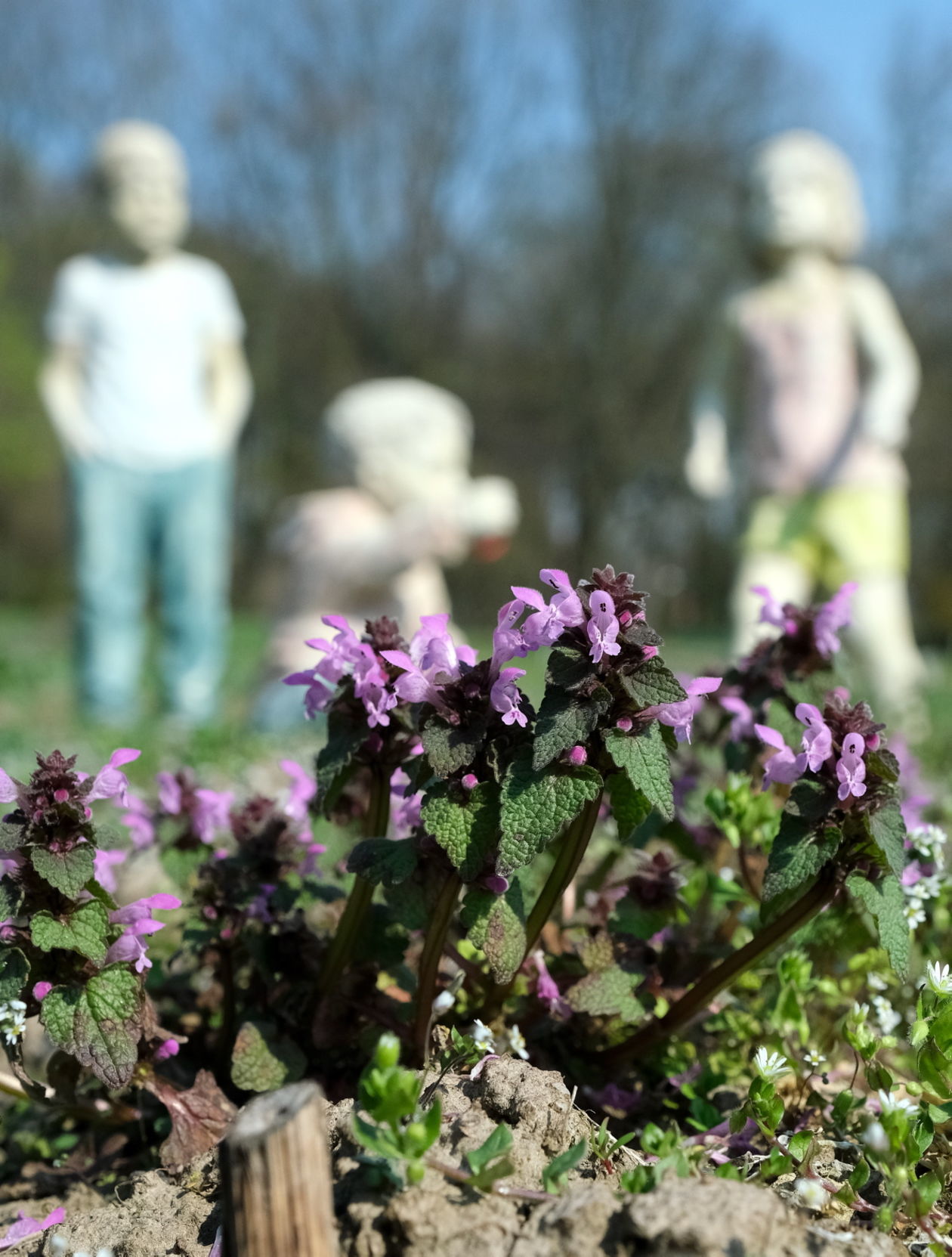  Ogród Botaniczny w niedzielę zostanie otwarty dla zwiedzających (zdjęcie 1) - Autor: Maciej Kaczanowski