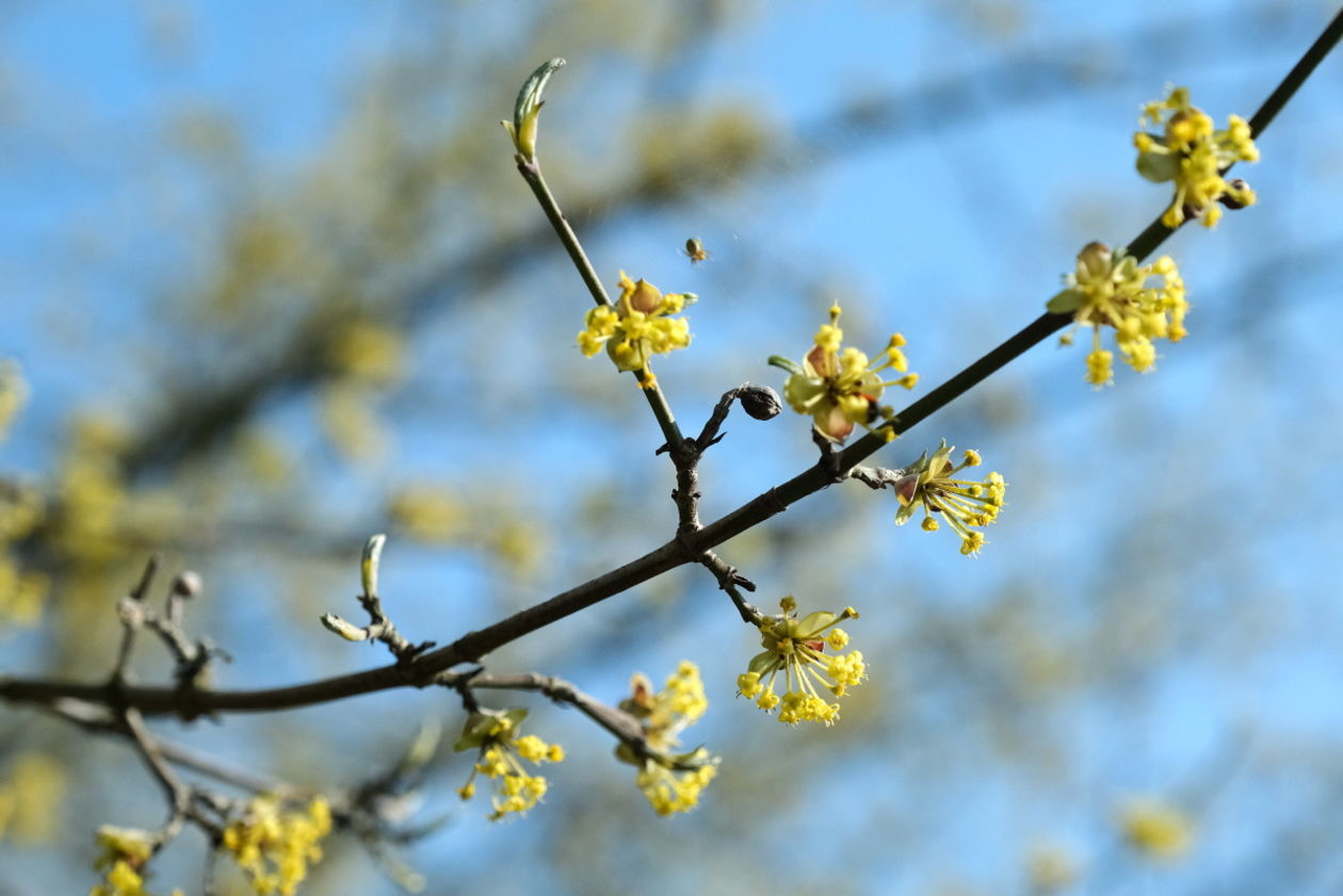  Ogród Botaniczny w niedzielę zostanie otwarty dla zwiedzających (zdjęcie 1) - Autor: Maciej Kaczanowski