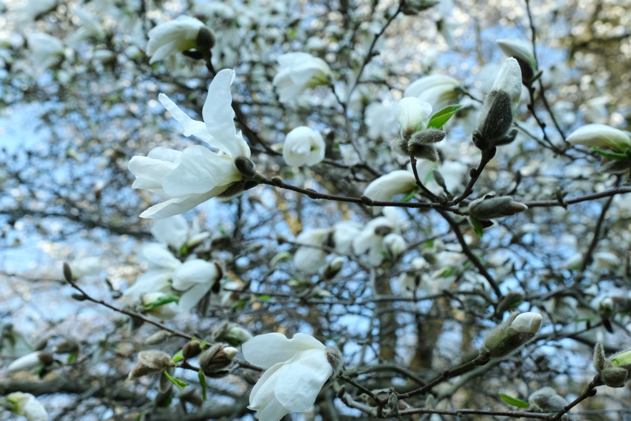  Ogród Botaniczny w niedzielę zostanie otwarty dla zwiedzających (zdjęcie 1) - Autor: Maciej Kaczanowski