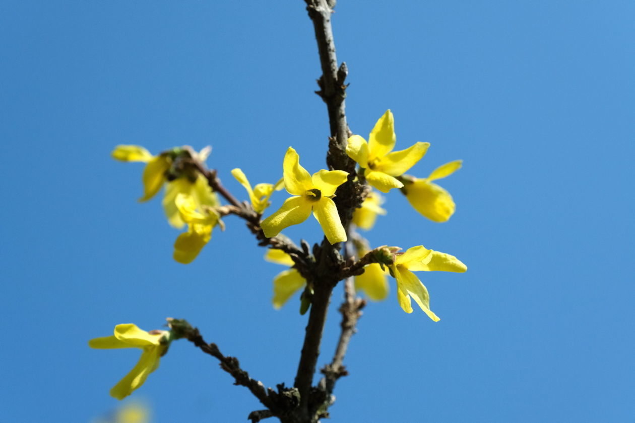  Ogród Botaniczny w niedzielę zostanie otwarty dla zwiedzających (zdjęcie 1) - Autor: Maciej Kaczanowski