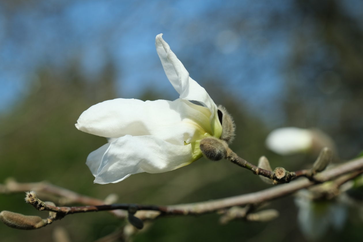  Ogród Botaniczny w niedzielę zostanie otwarty dla zwiedzających (zdjęcie 1) - Autor: Maciej Kaczanowski