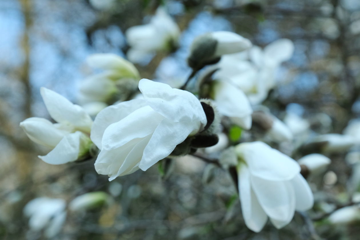  Ogród Botaniczny w niedzielę zostanie otwarty dla zwiedzających (zdjęcie 1) - Autor: Maciej Kaczanowski