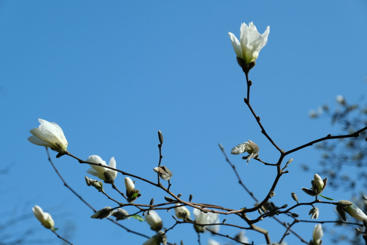  Ogród Botaniczny w niedzielę zostanie otwarty dla zwiedzających (zdjęcie 1) - Autor: Maciej Kaczanowski