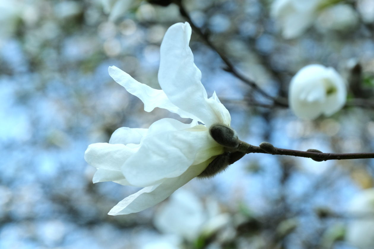  Ogród Botaniczny w niedzielę zostanie otwarty dla zwiedzających (zdjęcie 1) - Autor: Maciej Kaczanowski