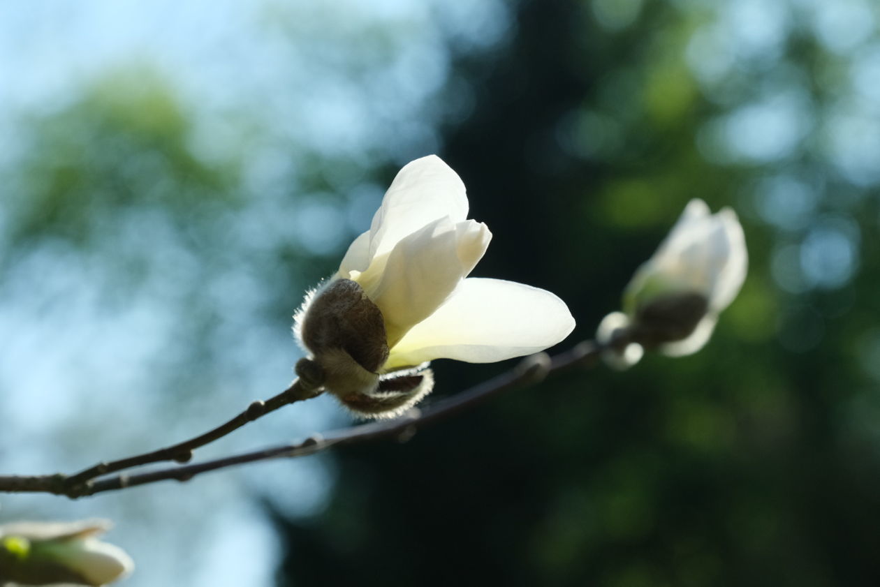  Ogród Botaniczny w niedzielę zostanie otwarty dla zwiedzających (zdjęcie 1) - Autor: Maciej Kaczanowski