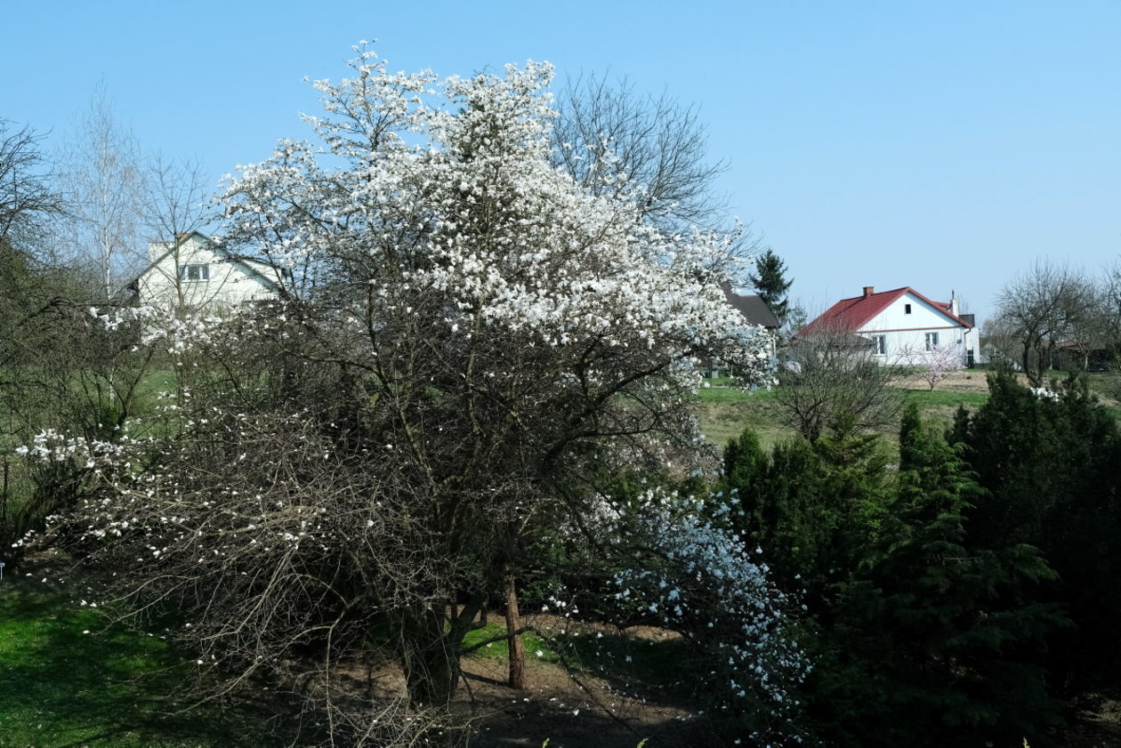  Ogród Botaniczny w niedzielę zostanie otwarty dla zwiedzających (zdjęcie 1) - Autor: Maciej Kaczanowski