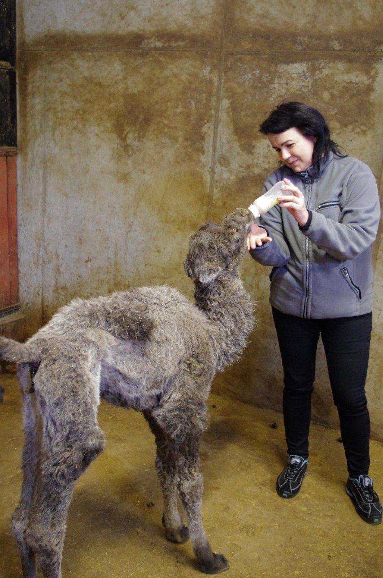  Nowi mieszkańcy ZOO w Zamościu (zdjęcie 1) - Autor: Ogród Zoologiczny im. Stefana Milera w Zamościu