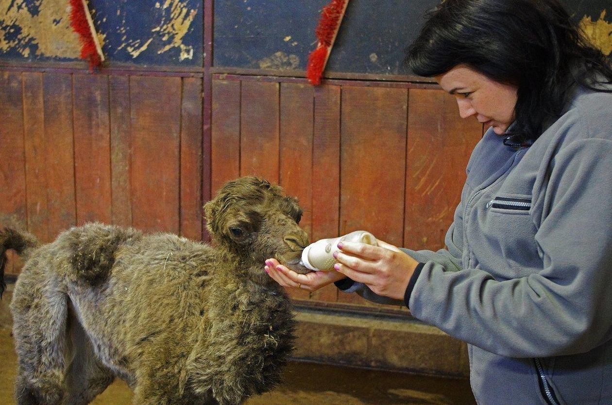  Nowi mieszkańcy ZOO w Zamościu (zdjęcie 1) - Autor: Ogród Zoologiczny im. Stefana Milera w Zamościu