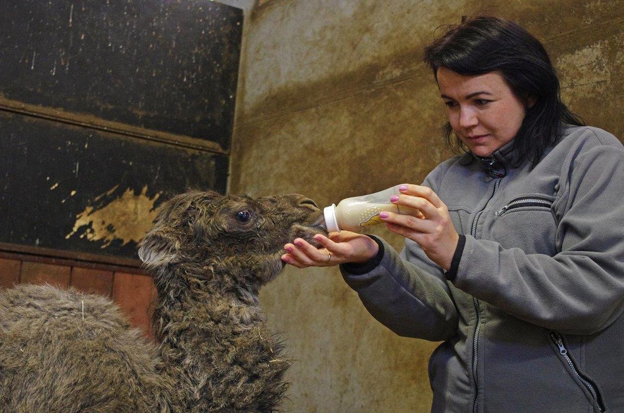  Nowi mieszkańcy ZOO w Zamościu (zdjęcie 1) - Autor: Ogród Zoologiczny im. Stefana Milera w Zamościu