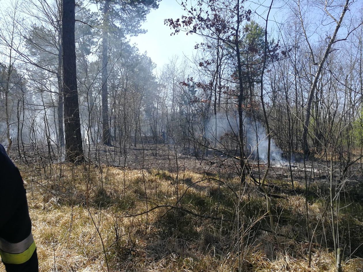  Pożar lasu w miejscowości Rowiny (zdjęcie 1) - Autor: OSP Rossosz