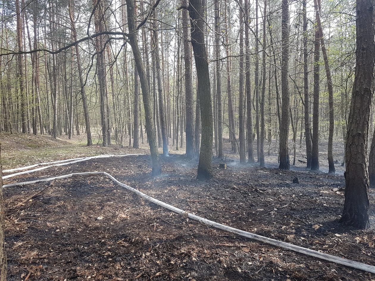  Pożar lasu w okolicy miejscowości Grabówka (zdjęcie 1) - Autor: OSP KSRG Annopol