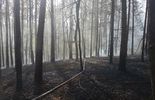 Pożar lasu w okolicy miejscowości Grabówka (zdjęcie 5)