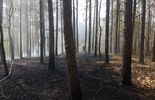 Pożar lasu w okolicy miejscowości Grabówka (zdjęcie 4)
