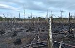 Pożar lasu w pow. lubartowskim i parczewskim (zdjęcie 5)