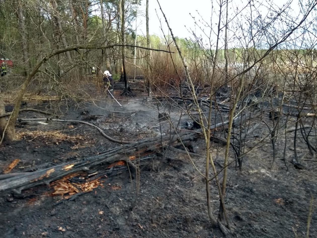  Pożar lasu w pow. lubartowskim i parczewskim (zdjęcie 1) - Autor: Ochotnicza Straż Pożarna w Ostrowie Lubelskim