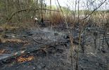 Pożar lasu w pow. lubartowskim i parczewskim (zdjęcie 4)