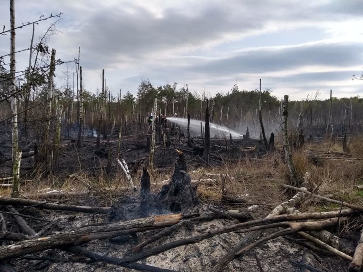 Pożar lasu w pow. lubartowskim i parczewskim