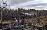 Pożar lasu w pow. lubartowskim i parczewskim (zdjęcie 2)