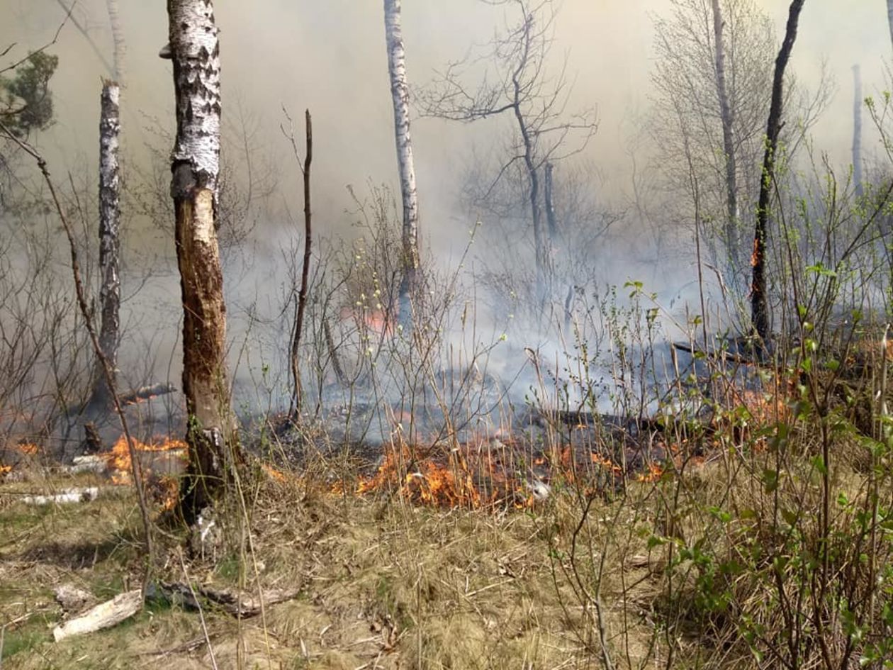  Pożar lasu w pow. lubartowskim i parczewskim (zdjęcie 1) - Autor: Ochotnicza Straż Pożarna w Ostrowie Lubelskim